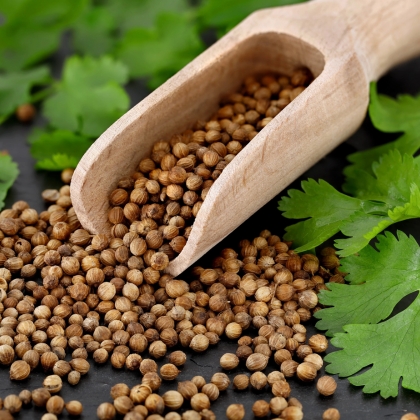 Coriander 